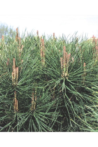 Сосна густоцветковая Алиса Веркаде хвоя